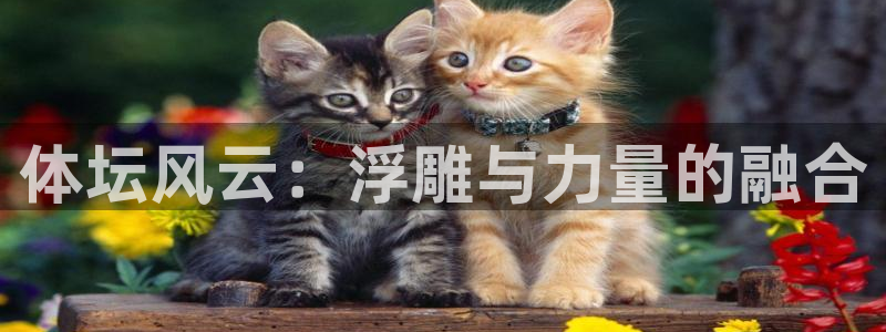 xc体育